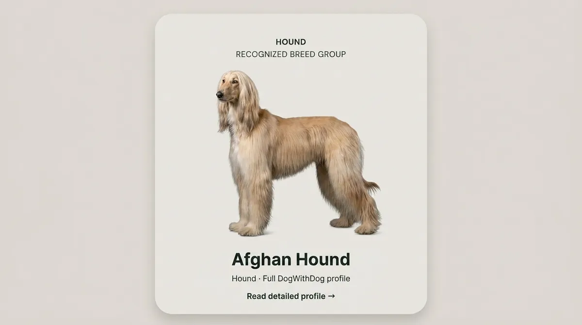 Afghan Hound dog
