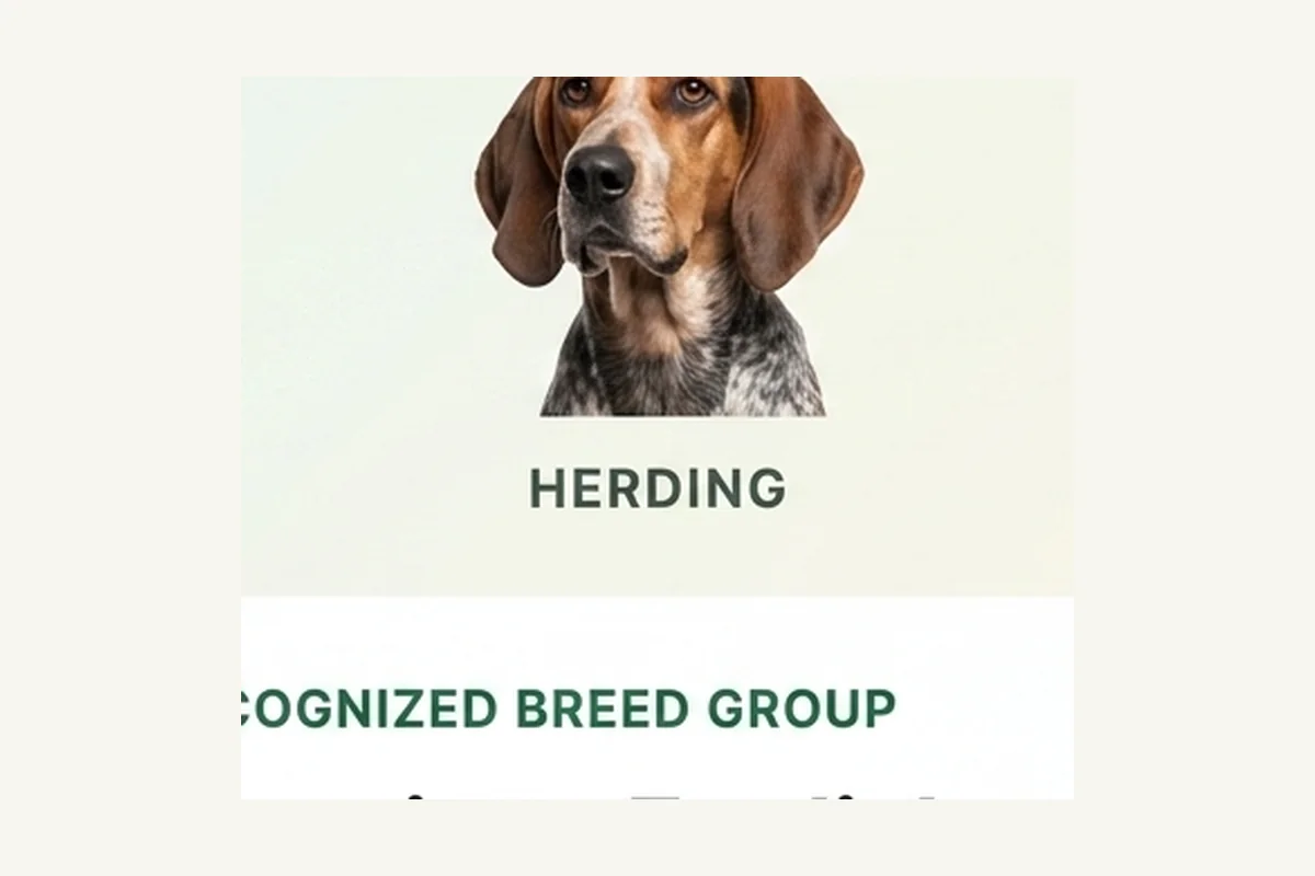 American English Coonhound dog