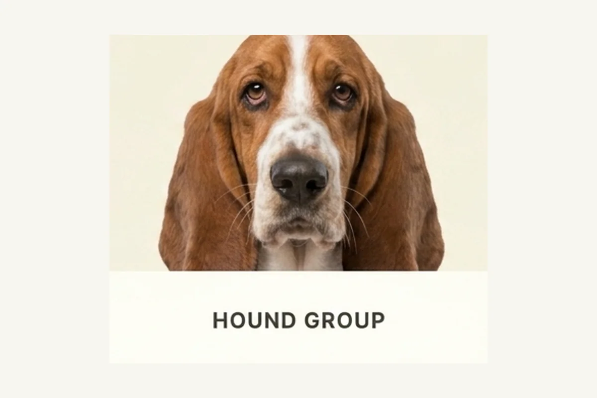 Basset Hound dog