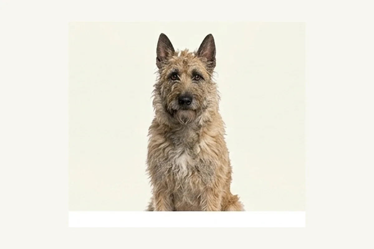 Belgian Laekenois dog