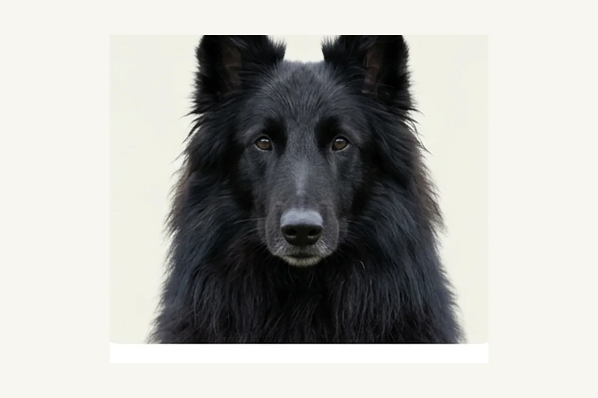 Belgian Sheepdog dog