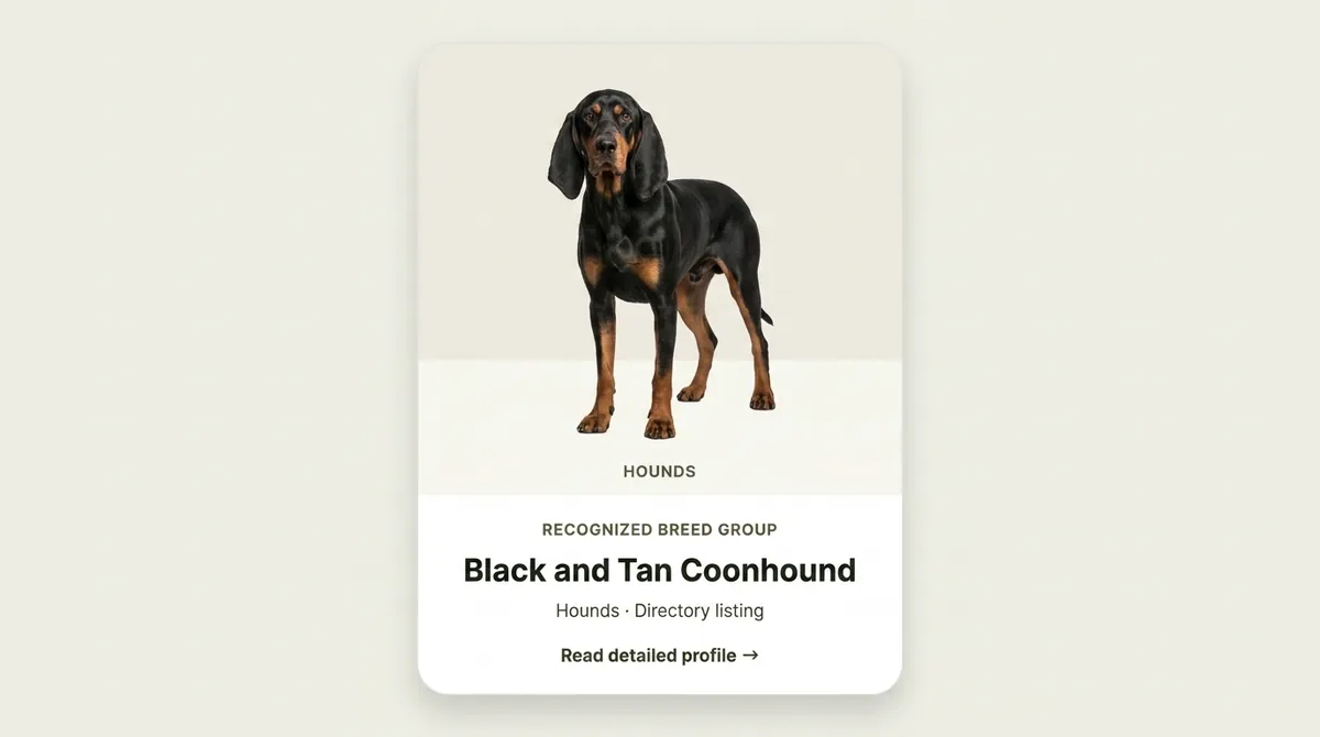 Black and Tan Coonhound dog