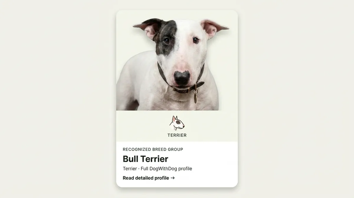 Bull Terrier dog