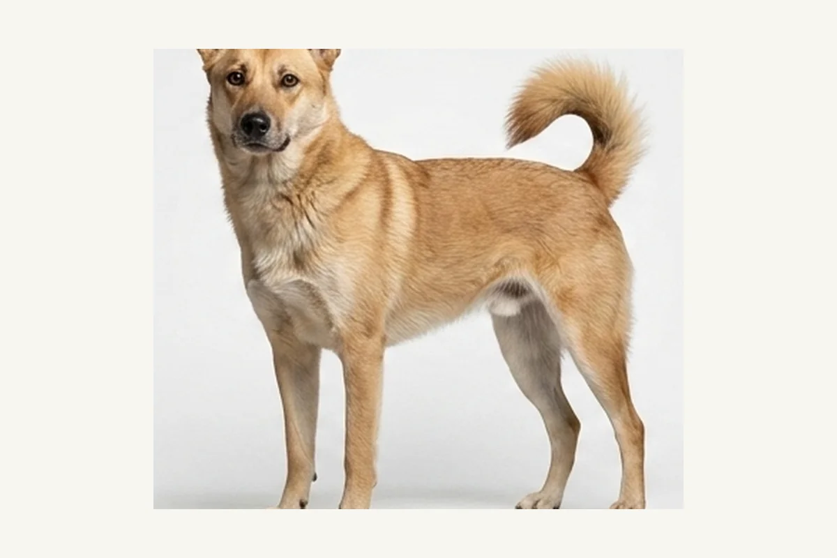 Canaan Dog dog