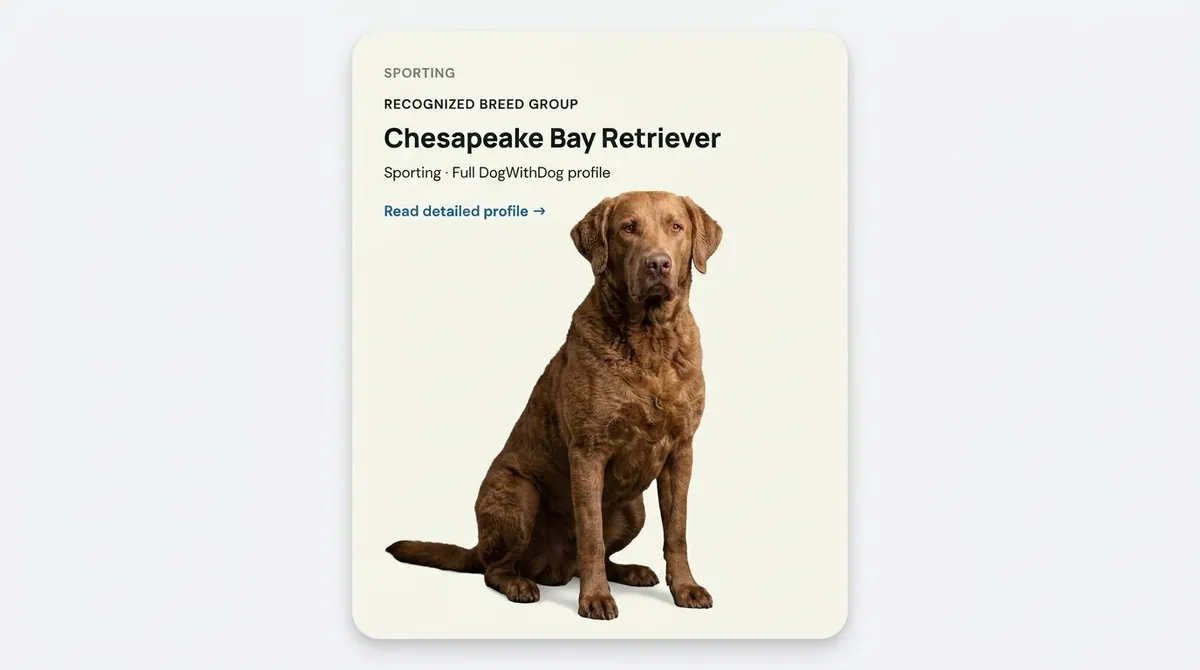 Chesapeake Bay Retriever dog