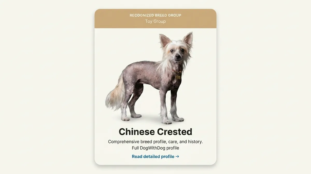 Chinese Crested dog