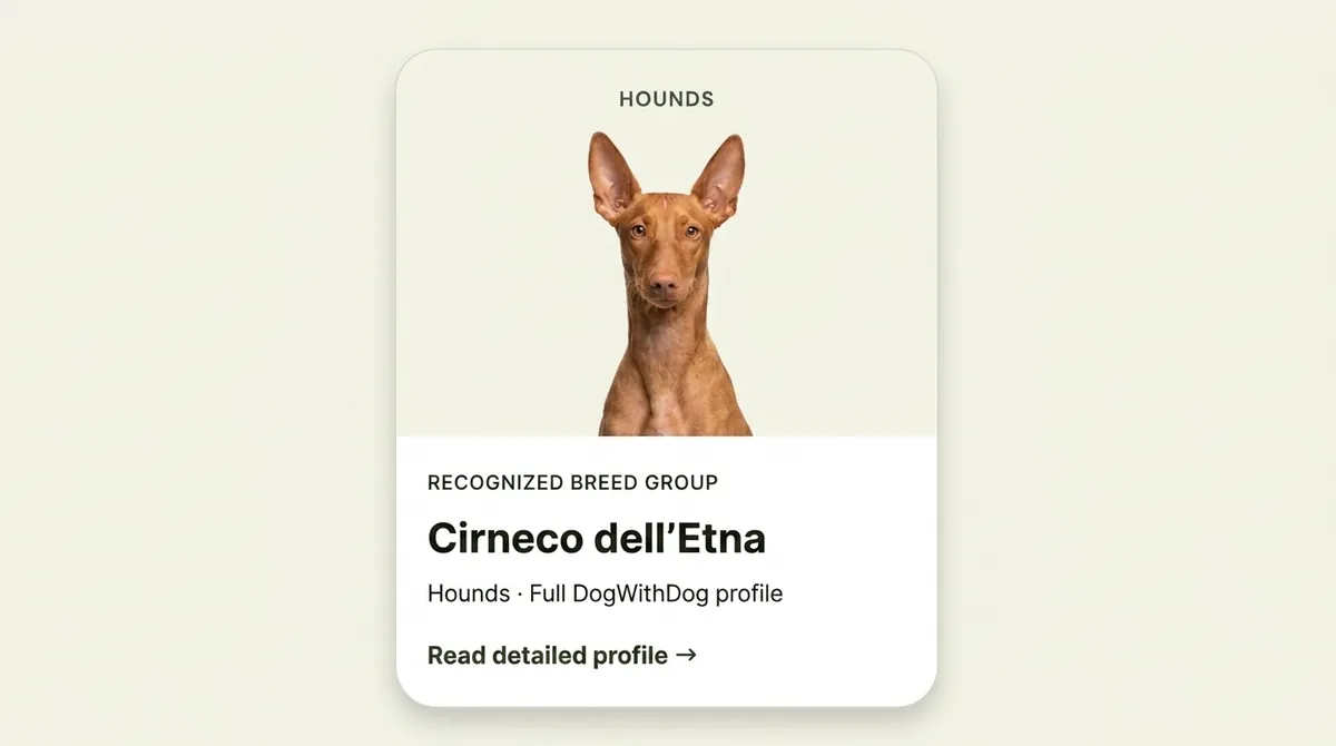 Cirneco dell’Etna dog