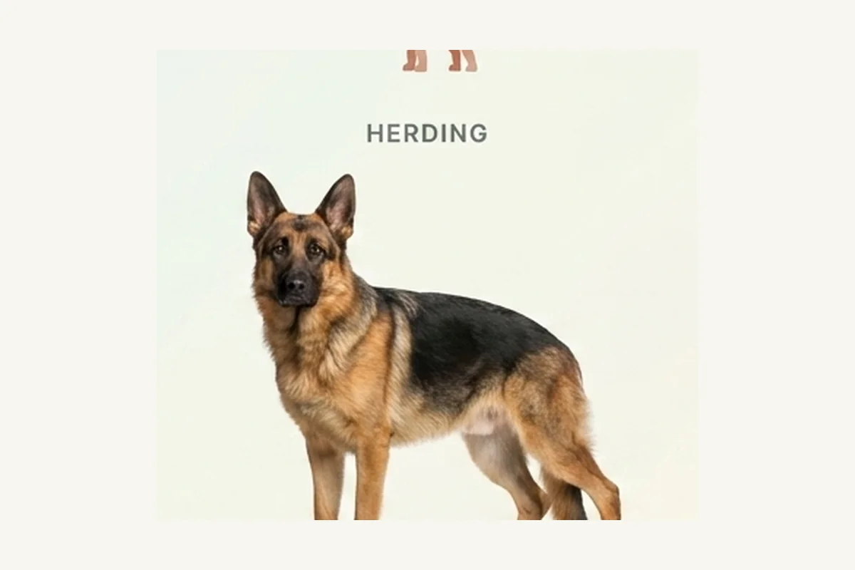 German Shepherd Dog dog