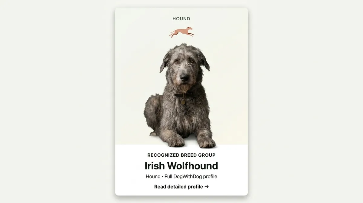 Irish Wolfhound dog