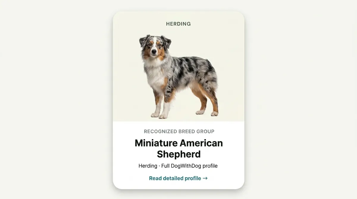 Miniature American Shepherd dog