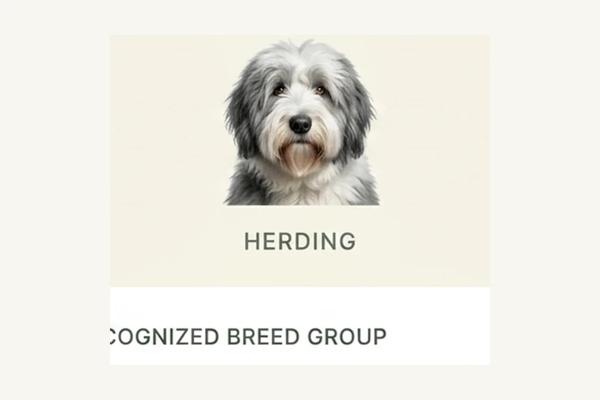 Old English Sheepdog dog