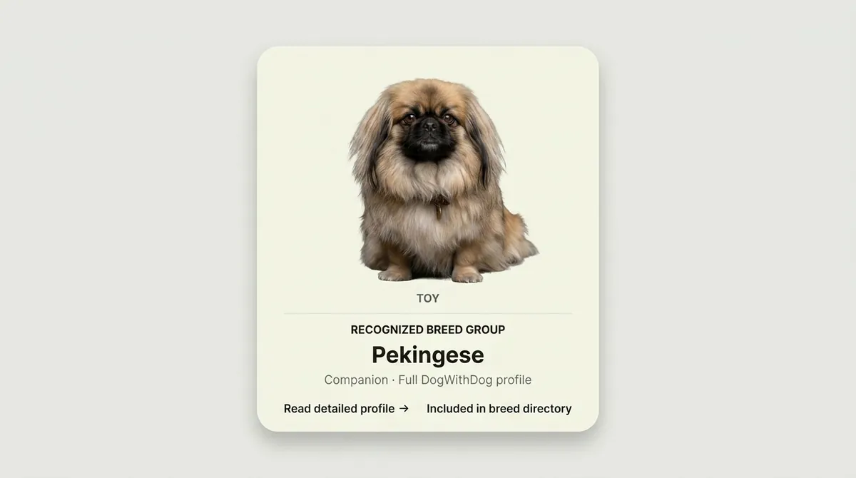 Pekingese dog