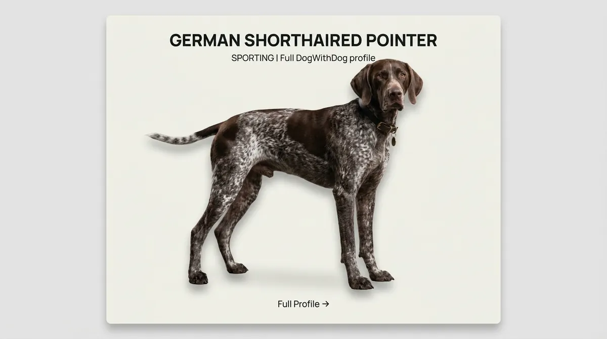 Pointer dog