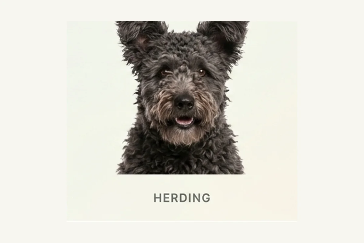 Pumi dog