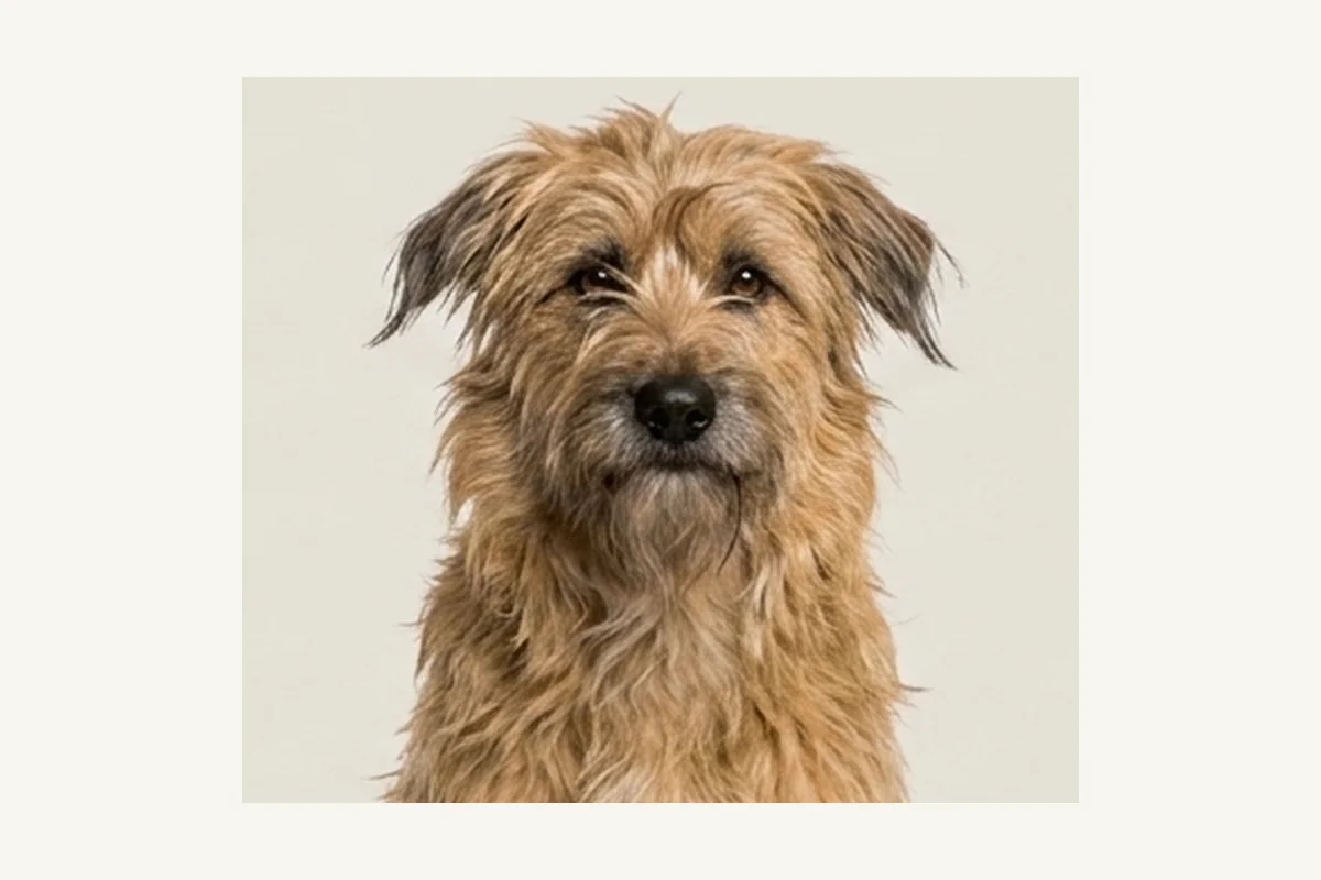 Pyrenean Shepherd dog