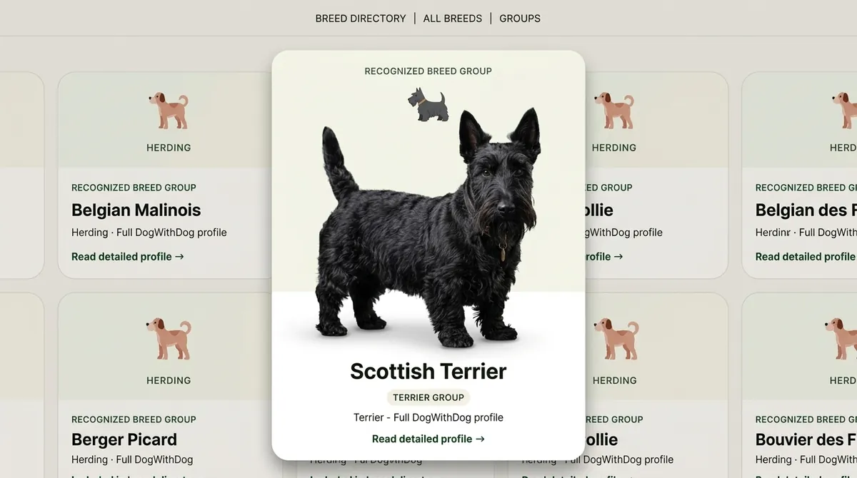 Scottish Terrier dog