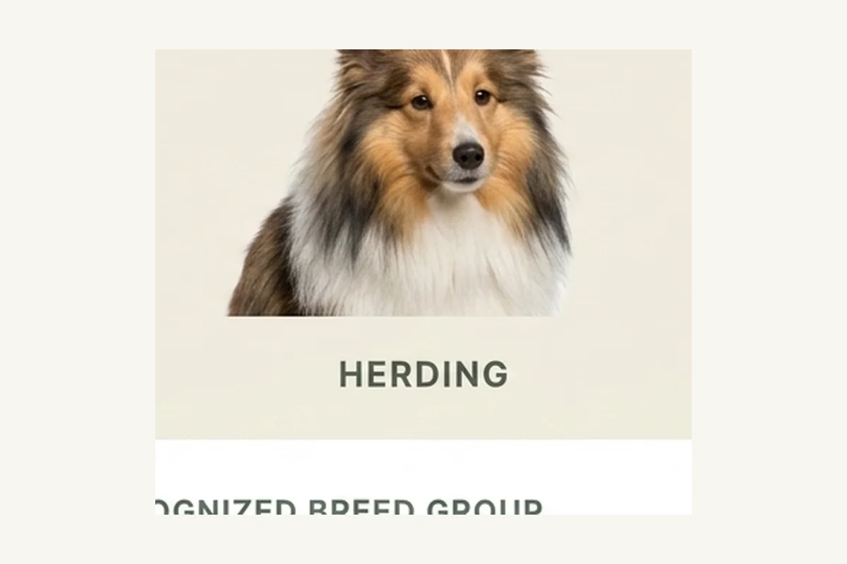Shetland Sheepdog dog