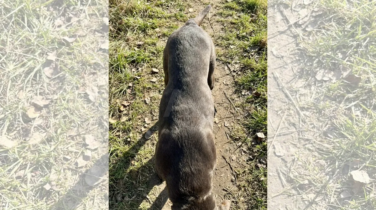 Dog showing healthy waistline